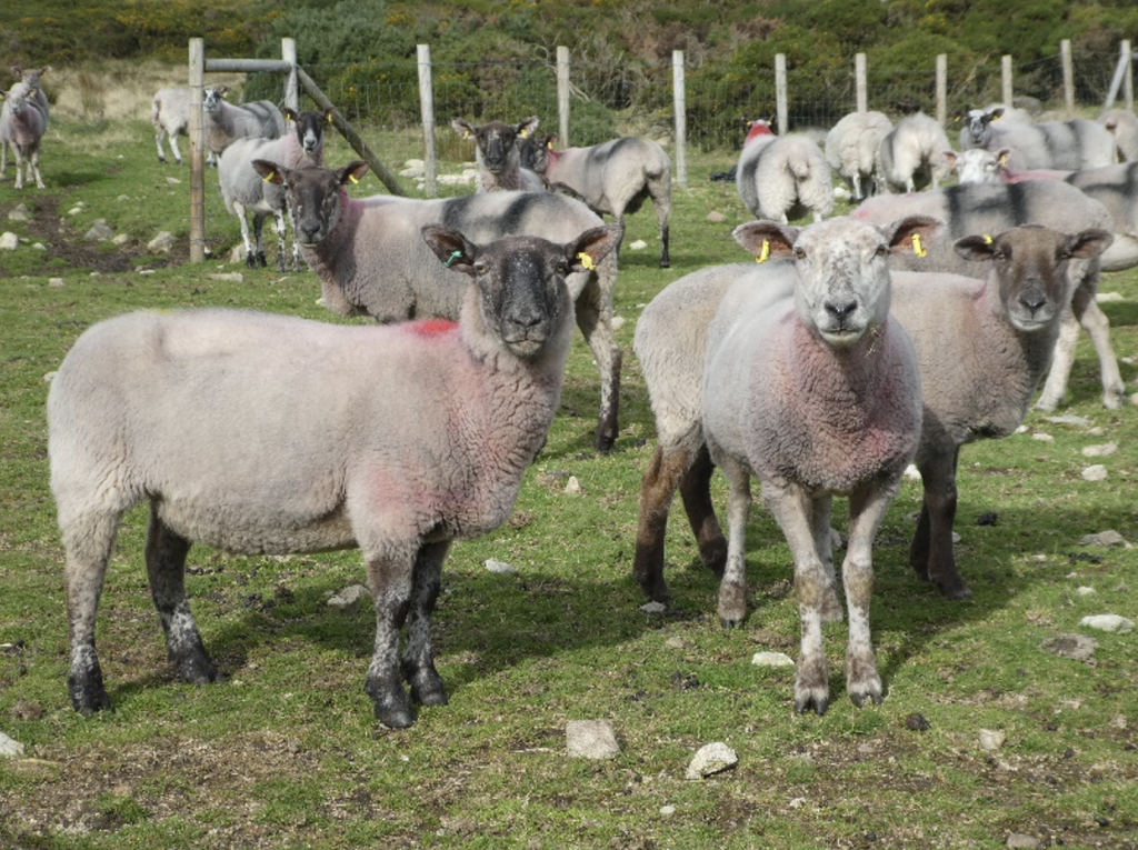 mastitis chez les ovins à viande