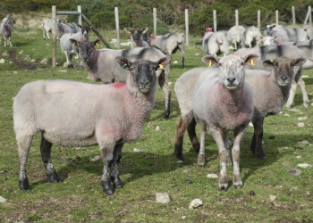 Mastitis meat sheep