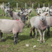 Mastitis meat sheep