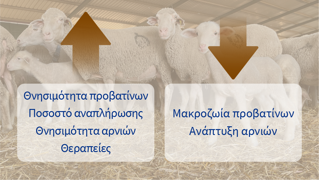 Πηγή οικονομικών ζημιών από μαστίτιδα σε προβατίνες κρεατοπαραγωγής
