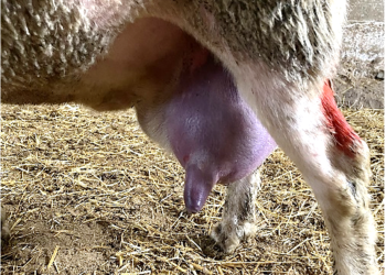 What is the economic benefit of vaccinating against mastitis?