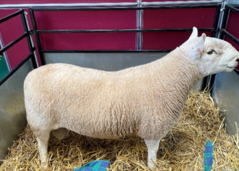 Management and health during the mating season: the key to success
