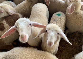 Protect them for life: Main problems in the rearing phase