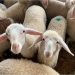 Protect them for life: Main problems in the rearing phase