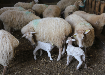 flock of sheep and calves