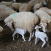 flock of sheep and calves