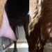 milking machine