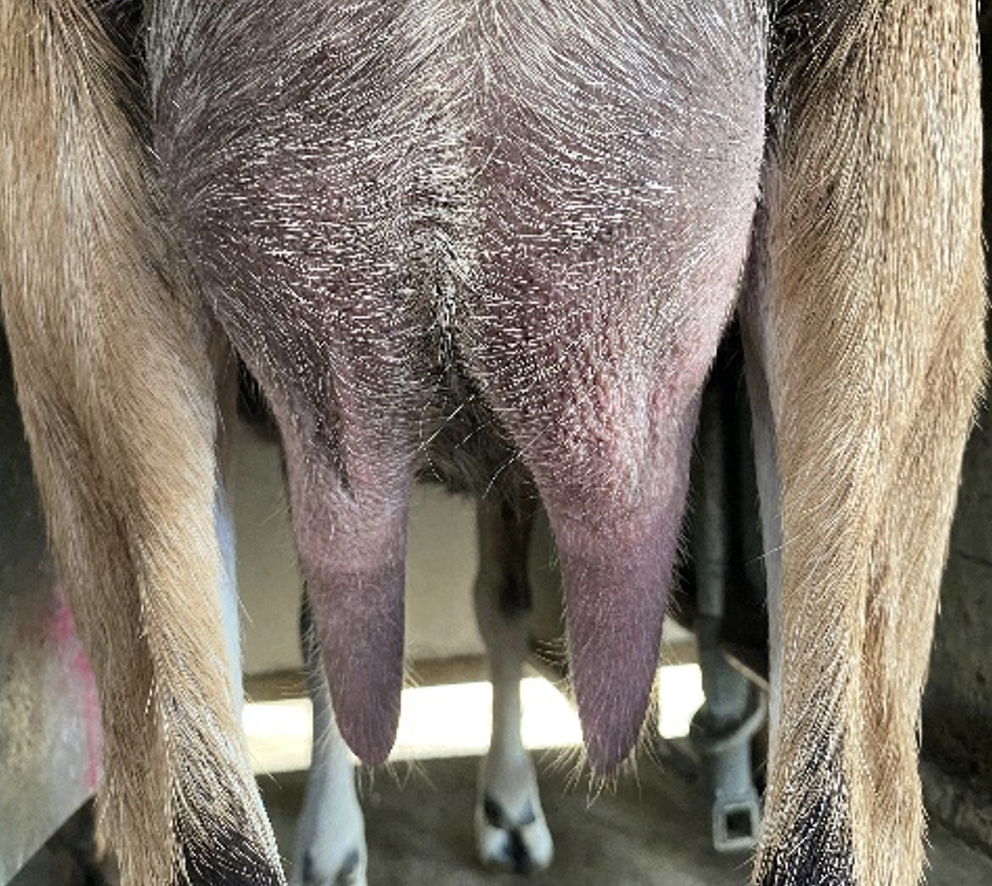 Engorgement of the teat after milking