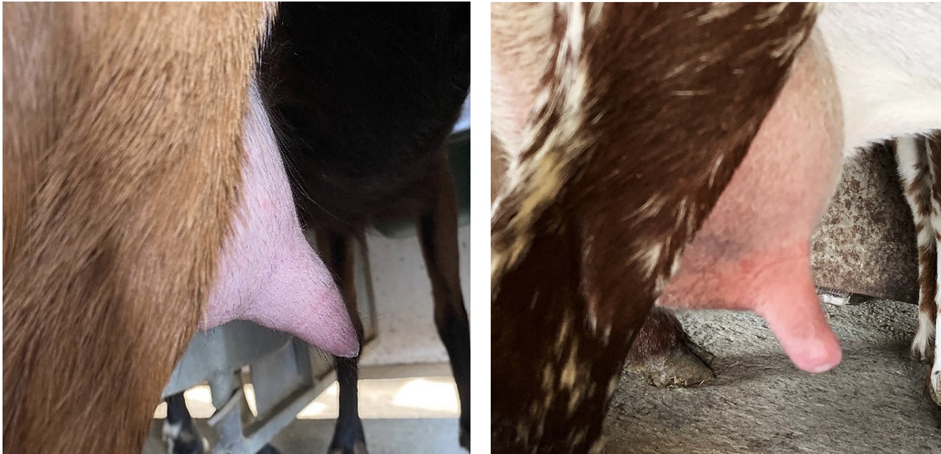 inadequate milking