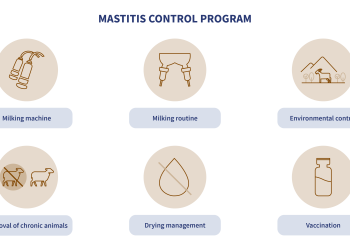 mastitis control programme