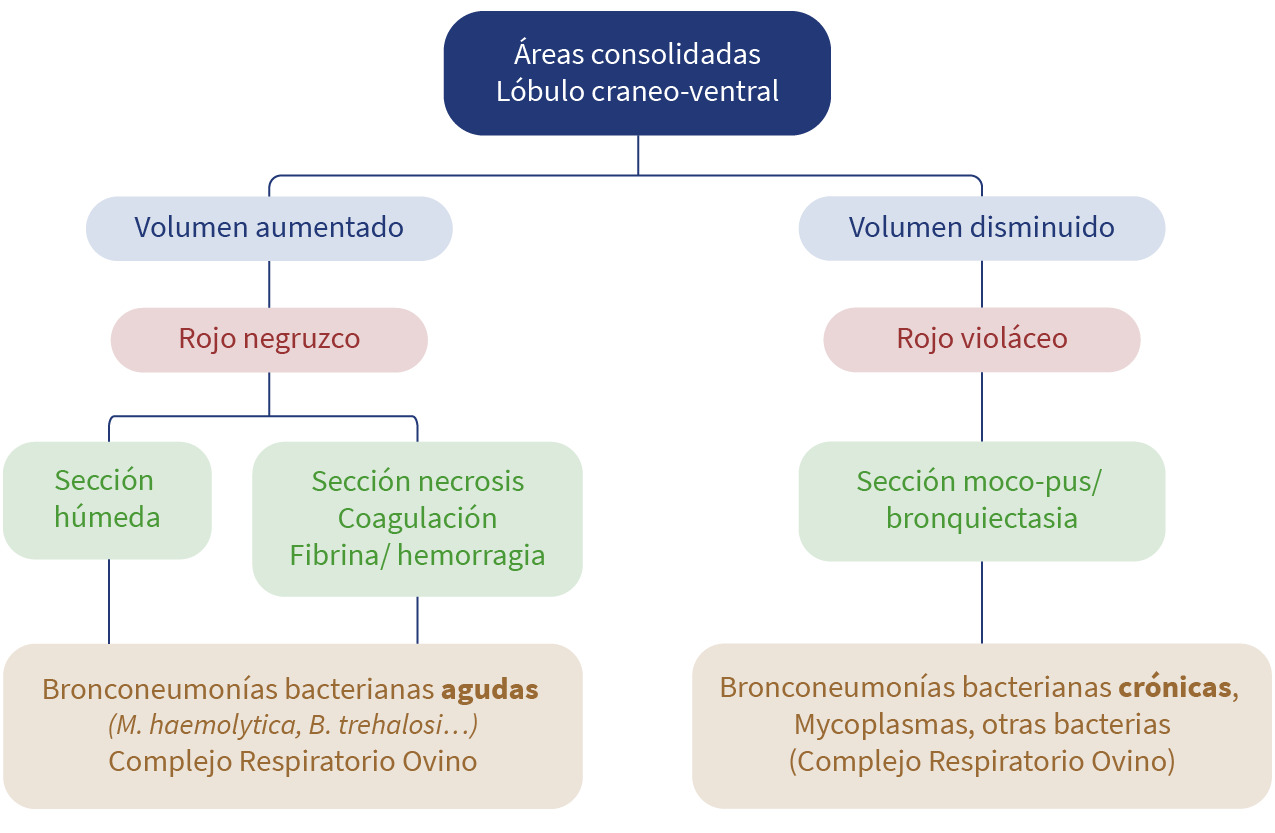 Árbol de decisiones según lesiones encontradas en el pulmón