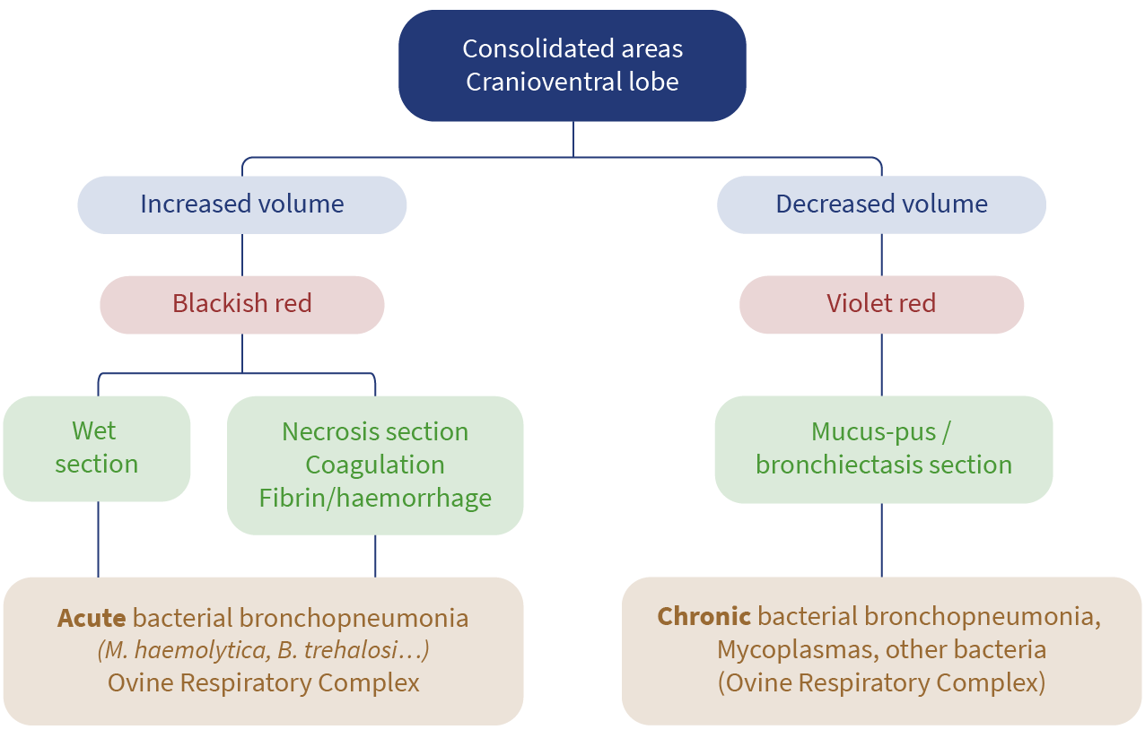 Decision tree according to lesions found in the lung