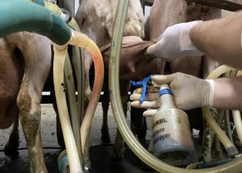 mastitis during milking