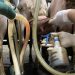 mastitis during milking