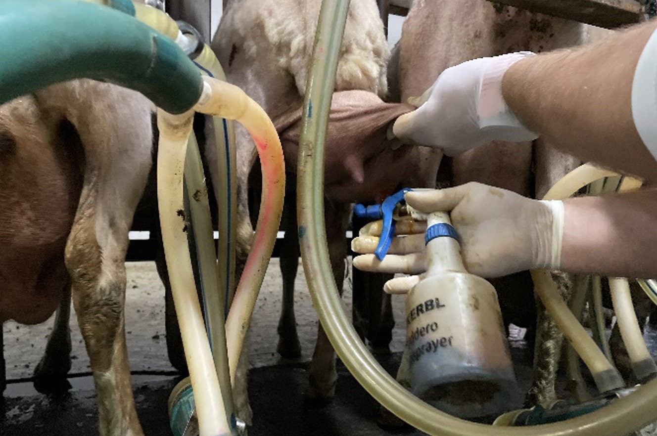 Wearing gloves and disinfecting the teats
