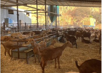 Interview at the Rabaneda Farm: a success story after several years of vaccinating against mastitis