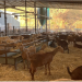 Interview at the Rabaneda Farm: a success story after several years of vaccinating against mastitis
