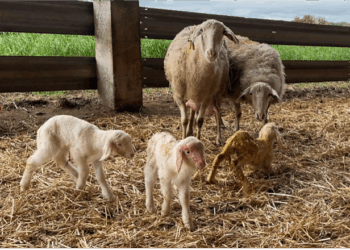 Abortions due to 𝘊𝘩𝘭𝘢𝘮𝘺𝘥𝘪𝘢 𝘢𝘣𝘰𝘳𝘵𝘶𝘴: Myths and realities