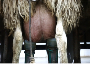 Subclinical mastitis and antibiotic resistance: are they linked?