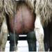 Subclinical mastitis and antibiotic resistance: are they linked?