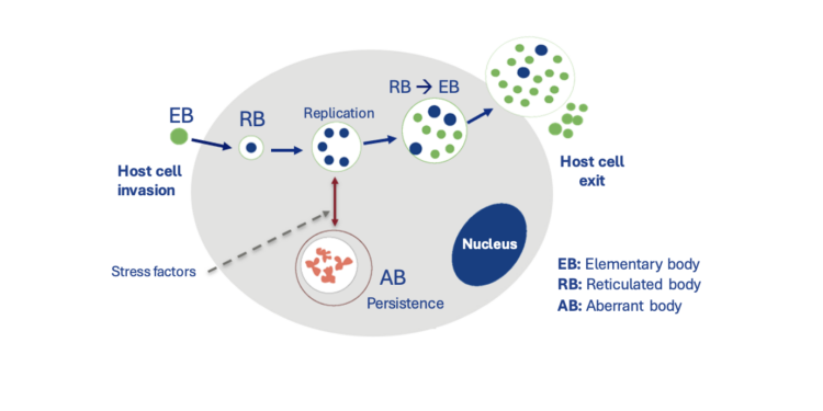 Fig 1. Ciclo intracelular de Chlamydia abortus 