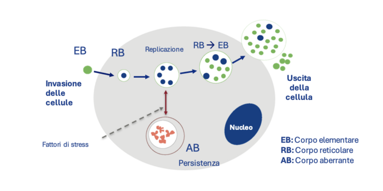 Fig 1. Ciclo intracellulare di Chlamydia abortus 