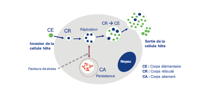 Figure 1. Cycle intracellulaire de Chlamydia abortus 