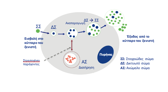Εικ. 1. Ενδοκυτταρικός κύκλος του Chlamydia abortus 