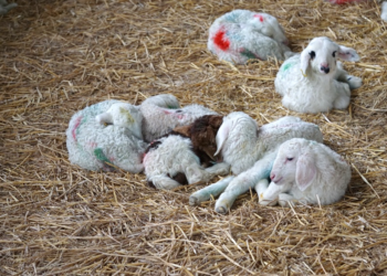 Fig. 1. Implementing biosecurity measures is crucial to stop an abortion outbreak.