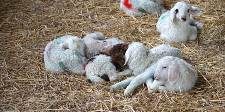 Fig. 1. Implementing biosecurity measures is crucial to stop an abortion outbreak.