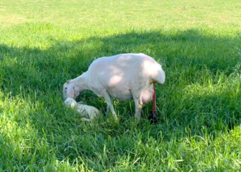 Sheep or goats that abort eliminate large amounts of bacteria
