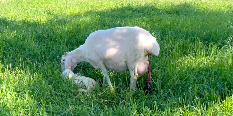Sheep or goats that abort eliminate large amounts of bacteria