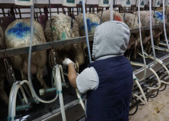 milking machine udder health