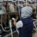 milking machine udder health