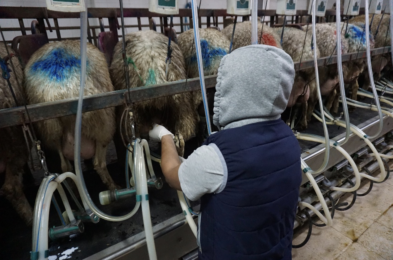 milking machine udder health