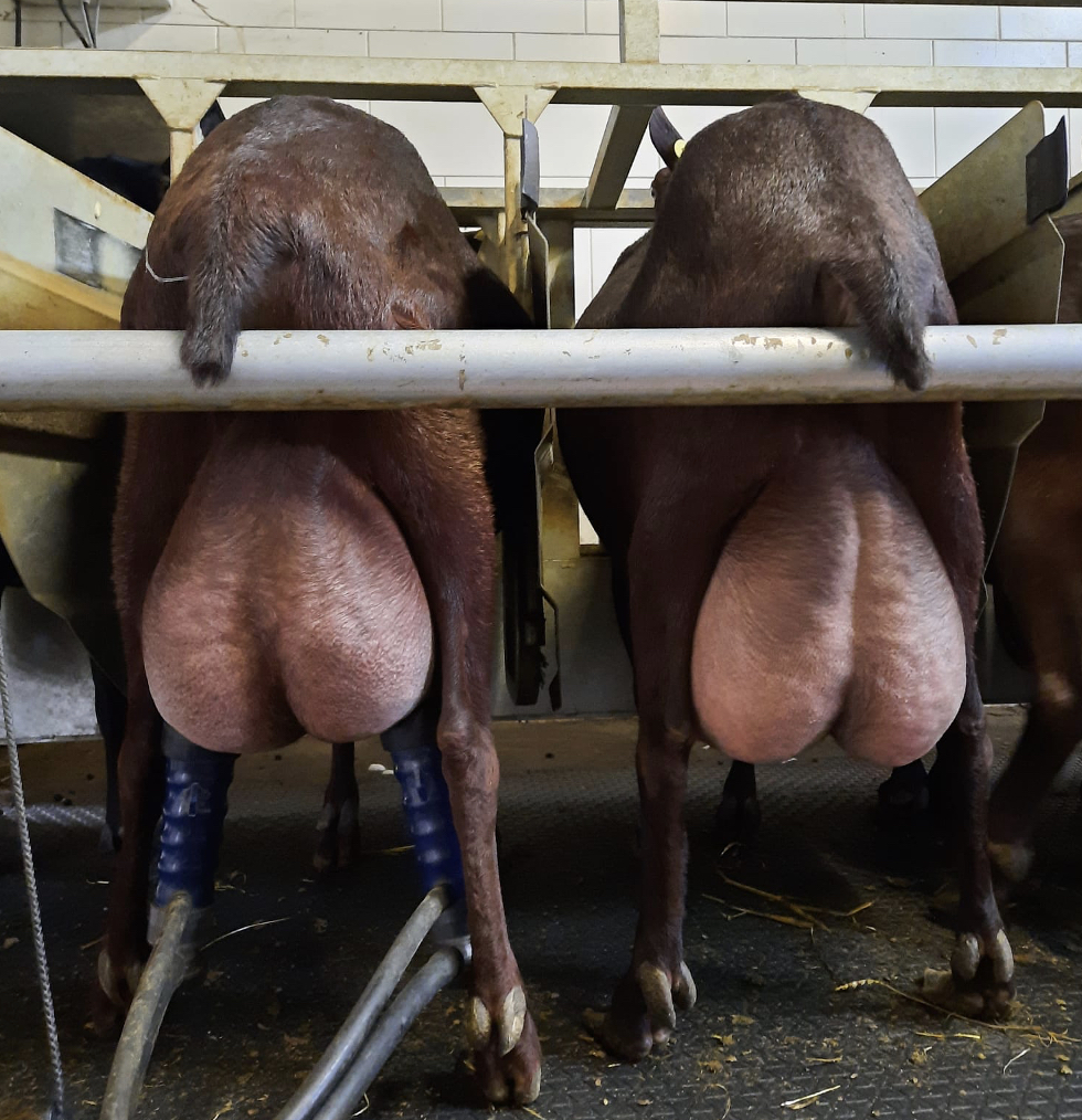 Udder health depends on more than good hygiene