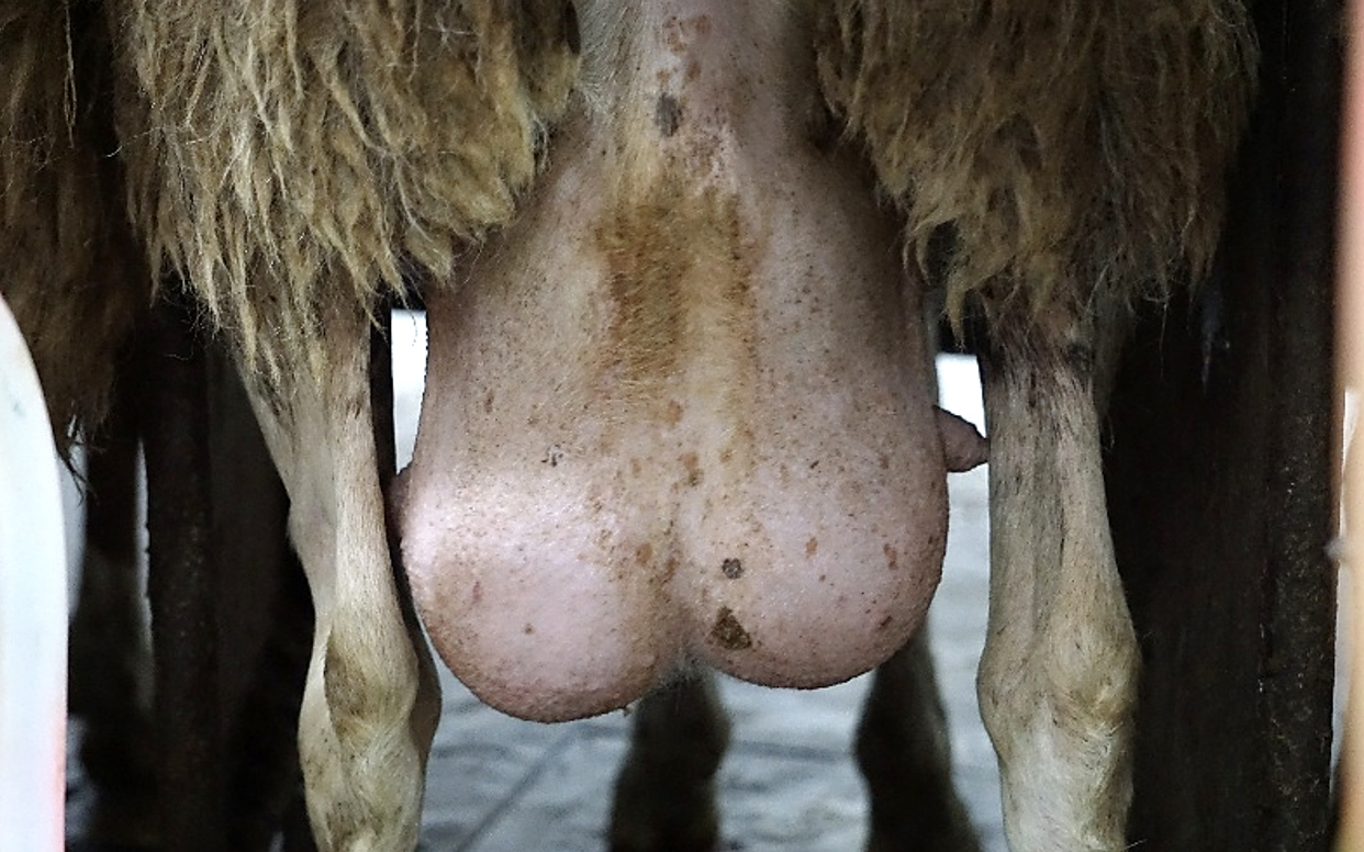 udder health: dairy sheep and goats 