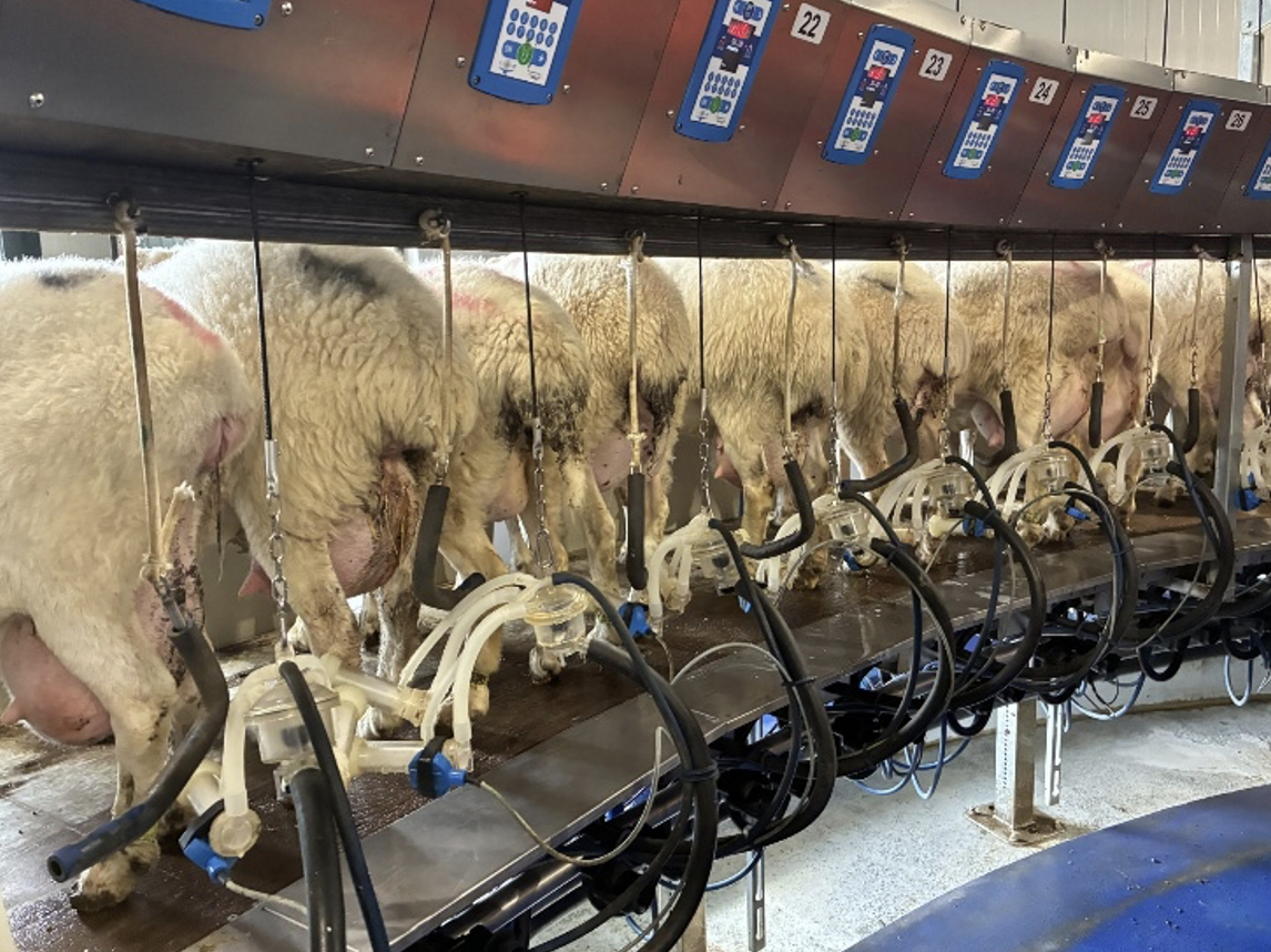 good udder conformation